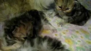 Hear Me Purr! Tiny Persian kitten, from H litter - 05.05.10