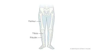 The Wishbone Wonder: Unveiling the Fragile Marvel of the Lower Leg