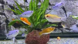 Beautiful fish Rosy bar barb, oranda small, black moor