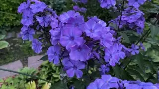 Самый, самый синий флокс Блю Парадайз