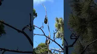 GREY HEADED FRUIT BAT FLYING FOX HANGING & FLAPPING IN TREE CUTENESS OVERLOAD ANIMAL SHORTS