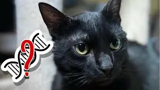 Finding out Coal&rsquo;s Breed! | Wisdom Panel DNA Pt. 3