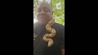 Taking Apollo(my Hog Island Boa) out for some Spring fresh air.