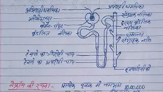 Nephron function || function of nephron || kidney structure and nephron function || nephron in Hindi