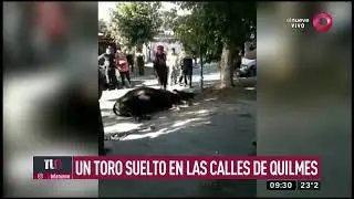 Un toro suelto en las calles de Quilmes