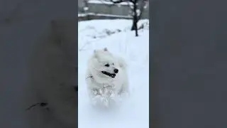 Heyecanlı bekleyişin sonu 🐾❄️🤍#dog #cute #viral #pets #keşfet #samoyed #fyp #trendingshorts