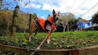 【バセンジー】しらすの軽井沢＆茅ヶ崎二重生活 Basenji Dog Duallife in Karuizaw&Chigasaki