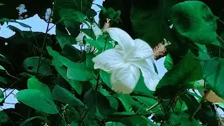 Hibiscus Flower 🌺garden#money#nature #gardening#ytshorts#shorts#plants@natureloverfromjhumkacity3038