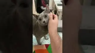 Russian blue cat 😺welcomes the owner back in home 🏚 #russianblue #catvideos #cute #cat
