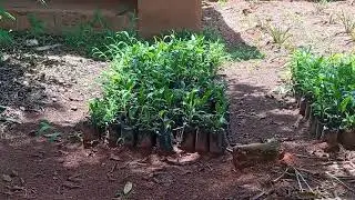 Palm tree seedling available 