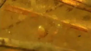 タマカイエビの交尾と食事　Laevicaudata　Large Blranchiopod