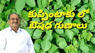 కుప్పింటాకులో ఔషధ గుణాలు babusri | Medicinal properties in kuppintaku.