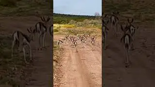 Traffic jam #Africa style #r62adventuretours #safari #springbok #springboks