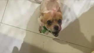 Bora cagar?