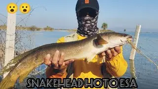 Snakehead fishing in winter ! Amazing video || fishing in river || unbelievable snakehead 😯