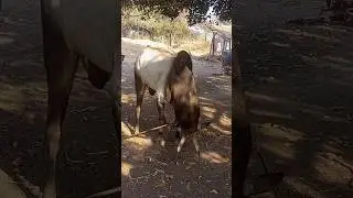 Kosa Khillar king||kosa Khillar breeder|| #cow #cattle #bull #khillarbail #indiankhillarprime