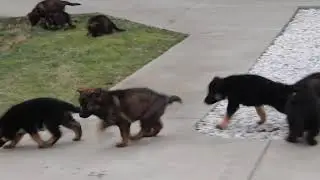 German Shepherd Puppies For Sale