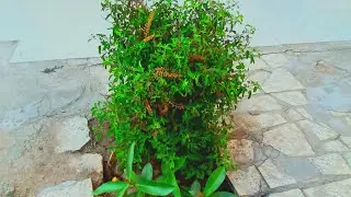 Hamare ghar ka Mini Garden #familyvlog #minivlog #youtubevlog #hindivlog #familygoals #nature....🤣😍