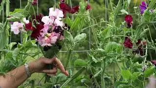 Cut flower farm in Surrey - Plantpassion