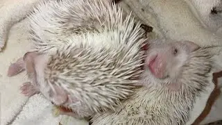 🤪🥂 Репетиция Новогоднего ужина у ёжиков Фыр-Фыр))) Funny hedgehogs😂 #ezhikafro #hedgehog #funnyvideo