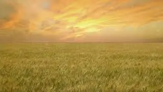1080p HD Wheat Field   Free Creative Commons particle motion background video _By_Mars VFX