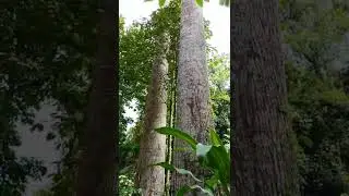Twin tower #lawaan #philippines #twintowers  #gopro10 #nature #amazing