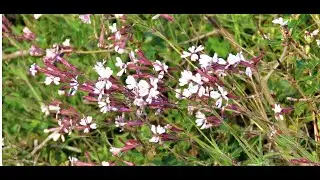 Silene italica  Basionym  Cucubalus italicus  Greece  by The
