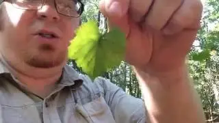 Forager's Find 2: Grapevine Muscadine - Plant ID