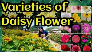 VARIETIES OF DAISIES ||  NAME OF DAISIES|| DIFFERENT COLORS OF DAISIES || DAISY FLOWER #daisyflowers