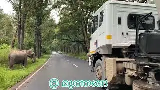 മുത്തങ്ങയിൽ ആനകൂട്ടം #travel #muthanga #elephants #elephantcrossing #wayanad