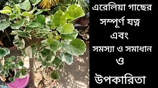 Aralia Plant Care & Benefits/এরেলিয়া গাছের যত্ন,সমস্যা ও সমাধান ও উপকারিতা  #aralia #garden