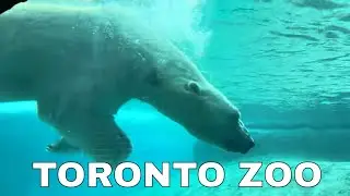Toronto Zoo 2023 | A Walk Through The Largest Zoo in Canada | Part 1