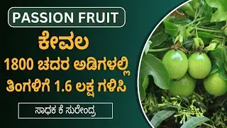 Passion Fruit Farming Details In Kannada | How To Start Passion Fruit Farming | Surendra