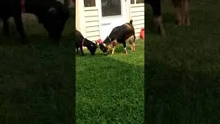 Goat has tennis balls on her horns