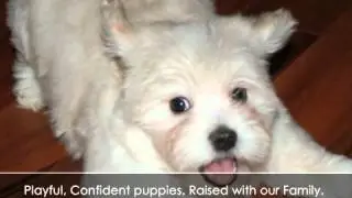 Misty Trails - Havanese Breeder