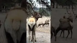 Traffic jam in Estes Park #elk