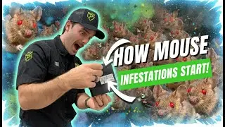 How Mice Get in Your House & How to Keep Them Out!