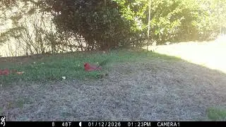 Beautiful male cardinal visit.