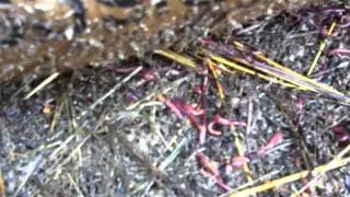 Bokashi Food Waste for feeding Worms