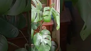 Monster plant #indoorplantplantnursery #indoorplants #garden #shorts
