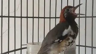 MAsteran Burung Anis Kembang Wajib Bikin Cepat Gacor Asalkan jantan Vol 91