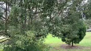 Camphor Tree poisonous and invasive