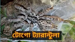 World most venomous one Tarantula