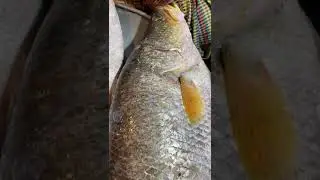 Koral Fish Market in Bangladesh