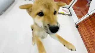 しばくん～ペットショップ犬の家＆猫の里名古屋天白～