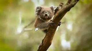 END ANIMAL EXTINCTION | WWF-Australia
