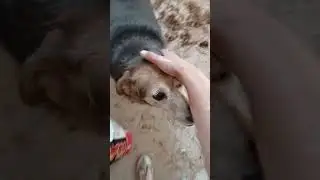 Джек и Джеки предлагают начать неделю с добрых дел. Как помочь на корм - в комментарии.