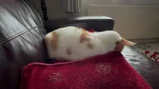 Oscar dreams of chasing small critters.