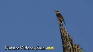 Laughing Falcon - on a dead tree and fly. 4k UHD footage for sale