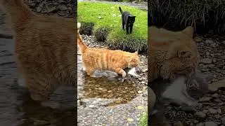 Heartwarming Feline Friendship #cat